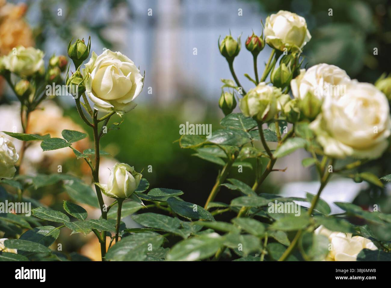 Hybrid English tea Roses blooming in garden. White rose flowers design ...