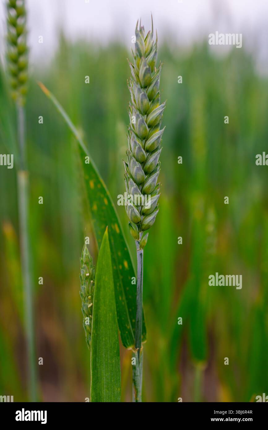 Early stage wheat crop hi-res stock photography and images - Alamy