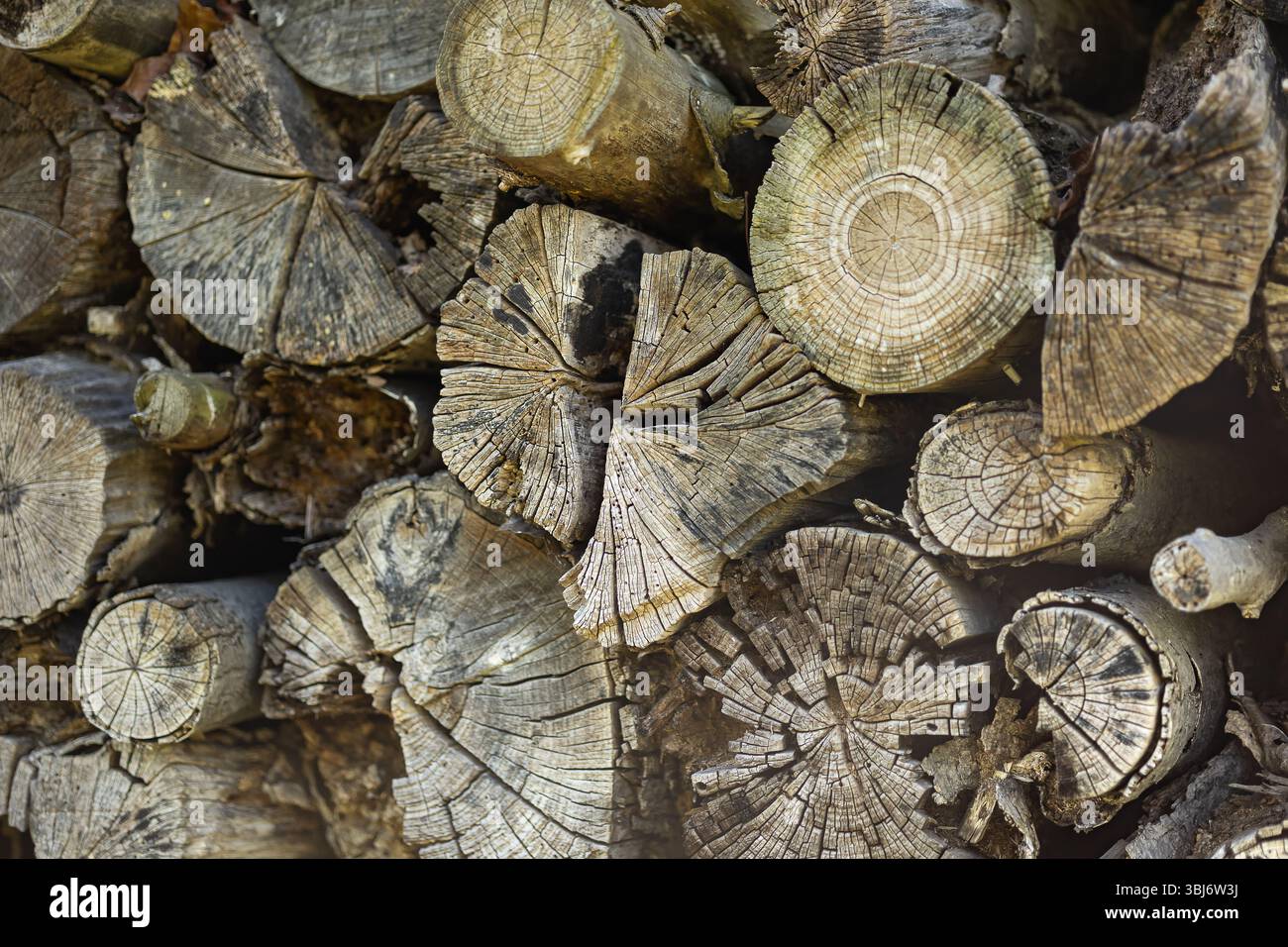 Close-up of cut tree logs with visible annual rings and natural cracks in a botanical environment. Dendrology, forest management and plant biology Stock Photo