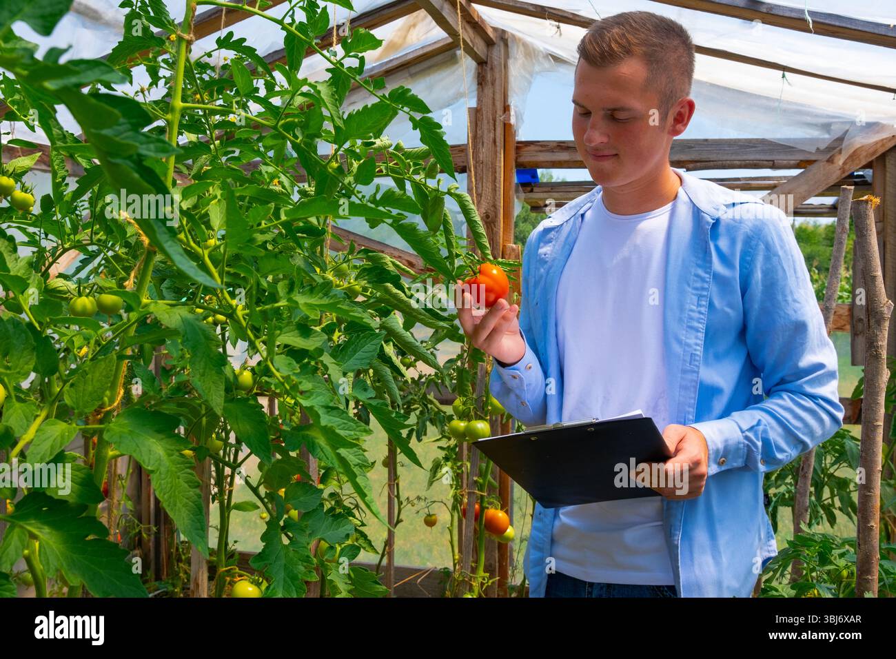 young agronomist, in a tomato greenhouse, studies the quality, non-GMO Stock Photo