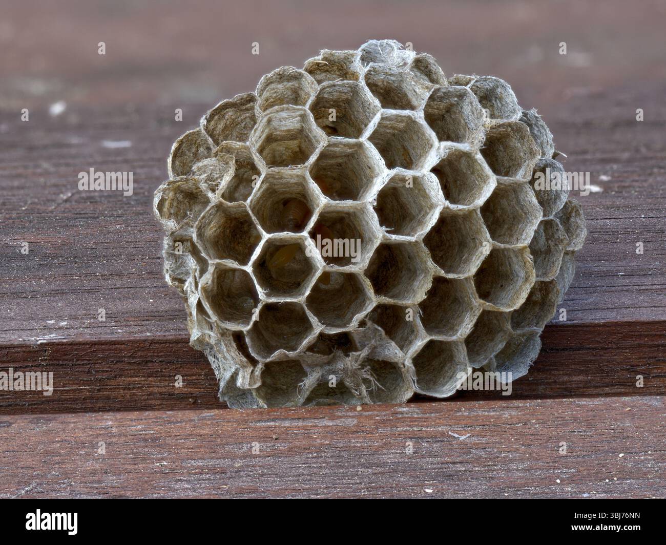 Small abandoned wasp nest hi-res stock photography and images - Alamy