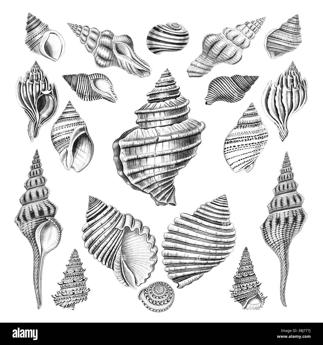 Sea Shell Collection. Black and white hand-drawn illustrations of sea ...