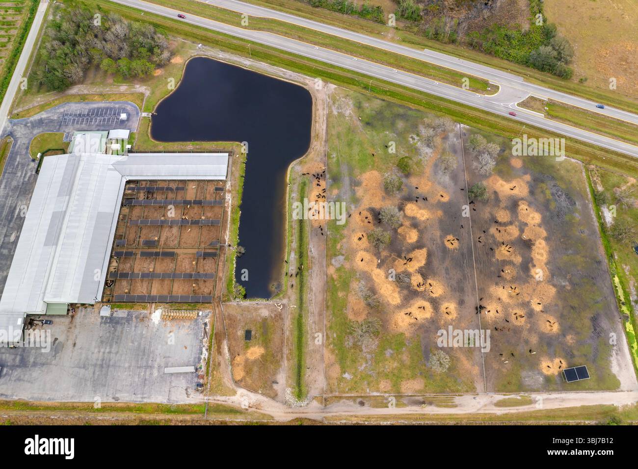 Stackyard Area Large stockyard with meat cows. Feeding of cattle on farm feedlot in ...