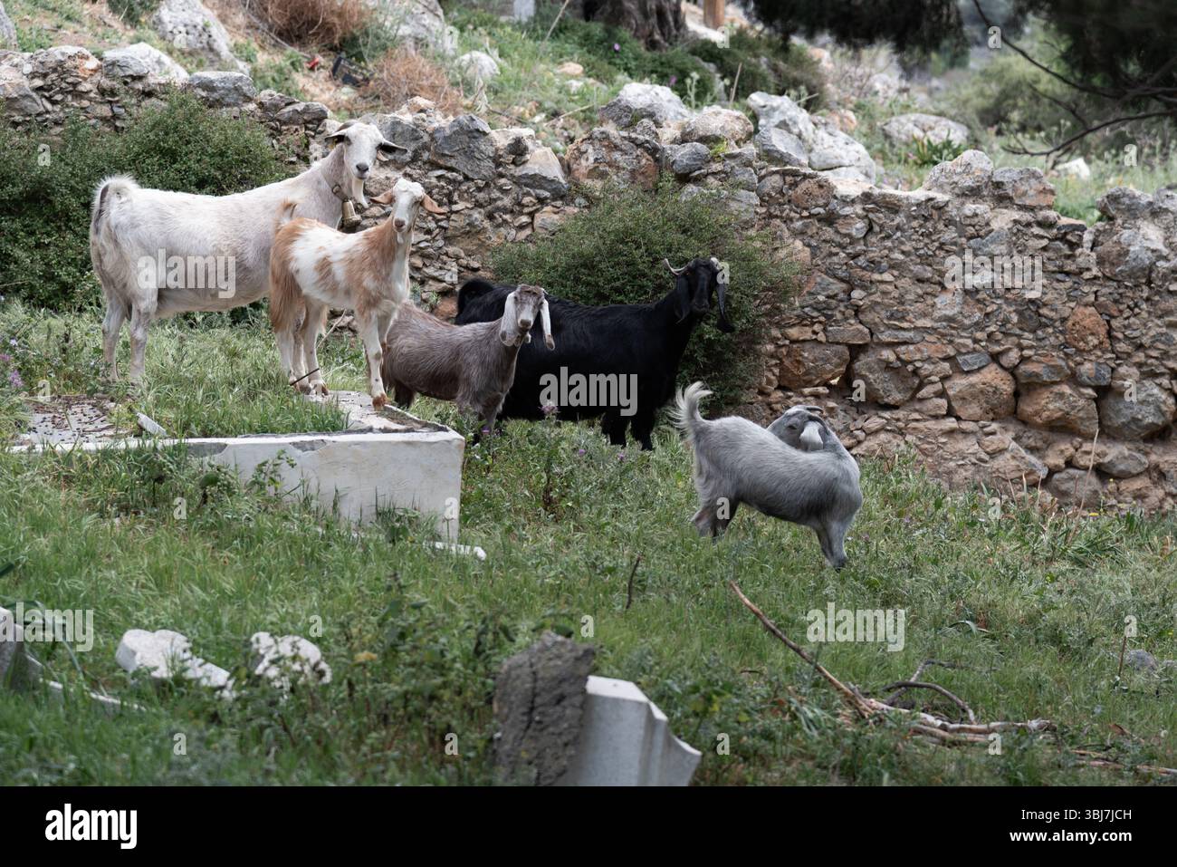 Goats grazing in a cemetery with scattered and broken tombstones Stock Photo