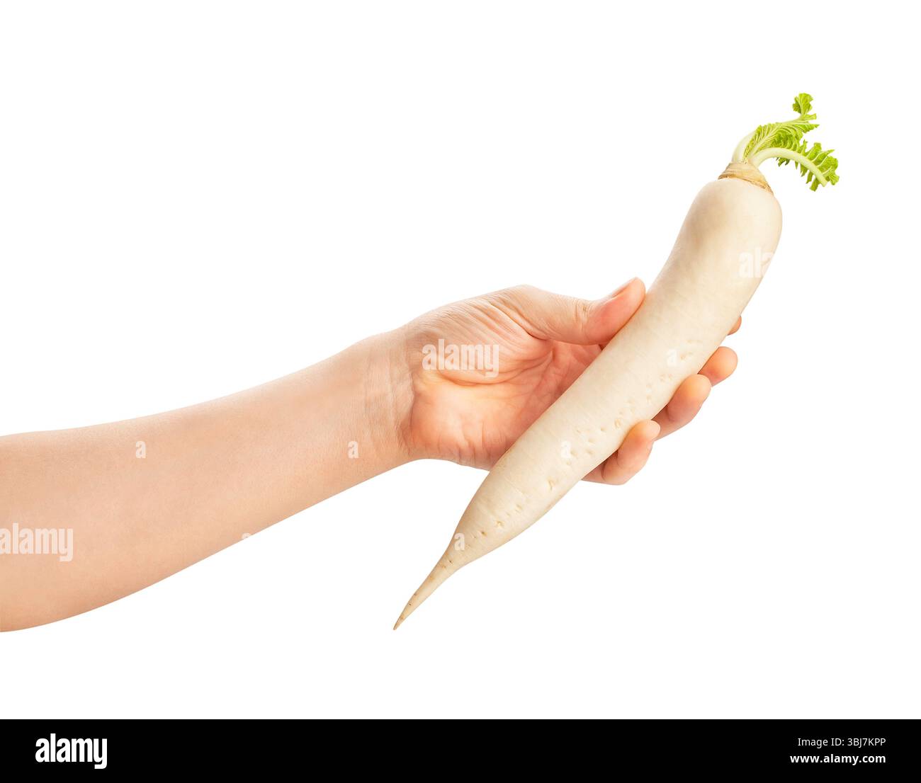 daikon radish in hand path isolated on white Stock Photo