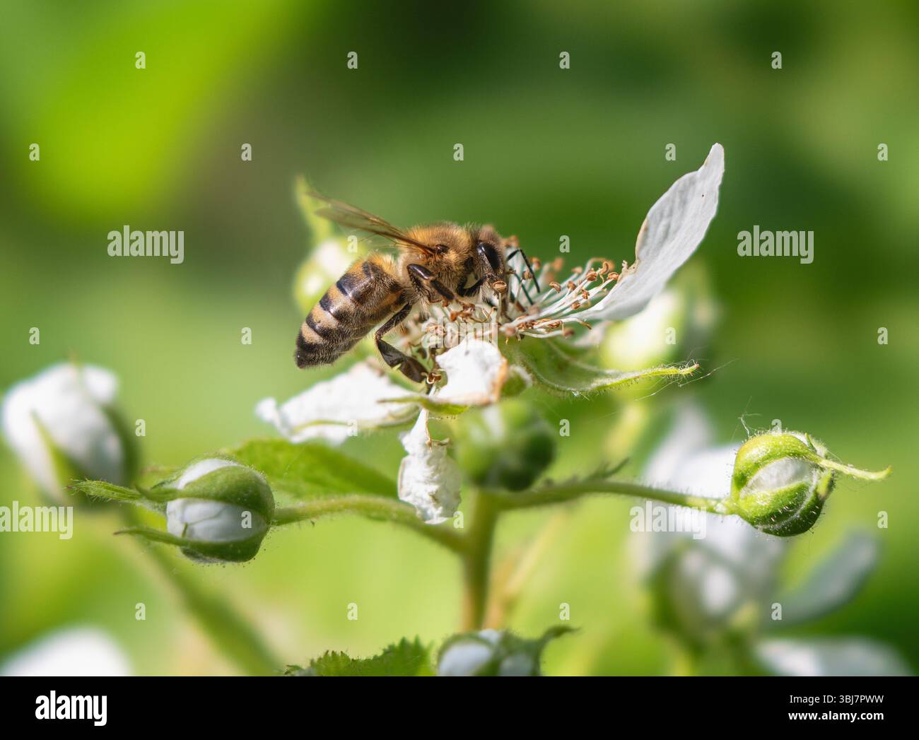 Honeybee on a flower with blurred background Stock Photo