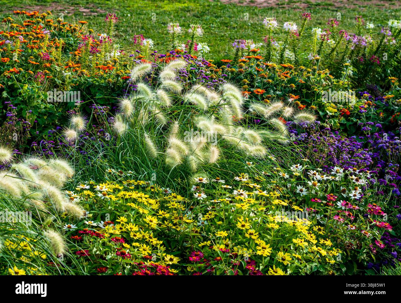 A densely planted garden with various plants and flowers such as Dwarf Fountain Grass, Floss Flower, Zinnia, Spider Flower and Mexican Sunflowers. Stock Photo