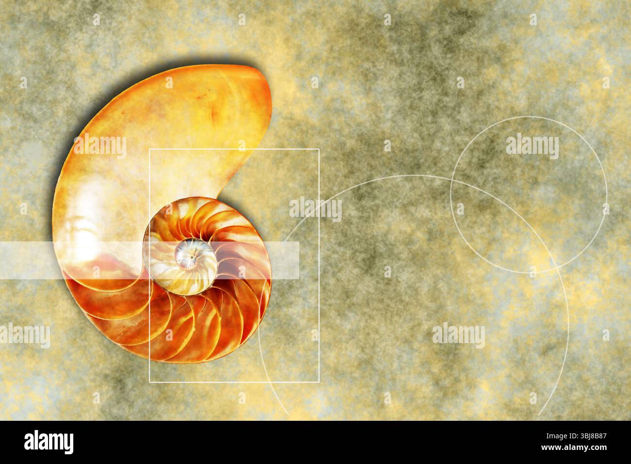 Nautilus shell section, cocnept for divine proportion and mathematics harmony Stock Photo