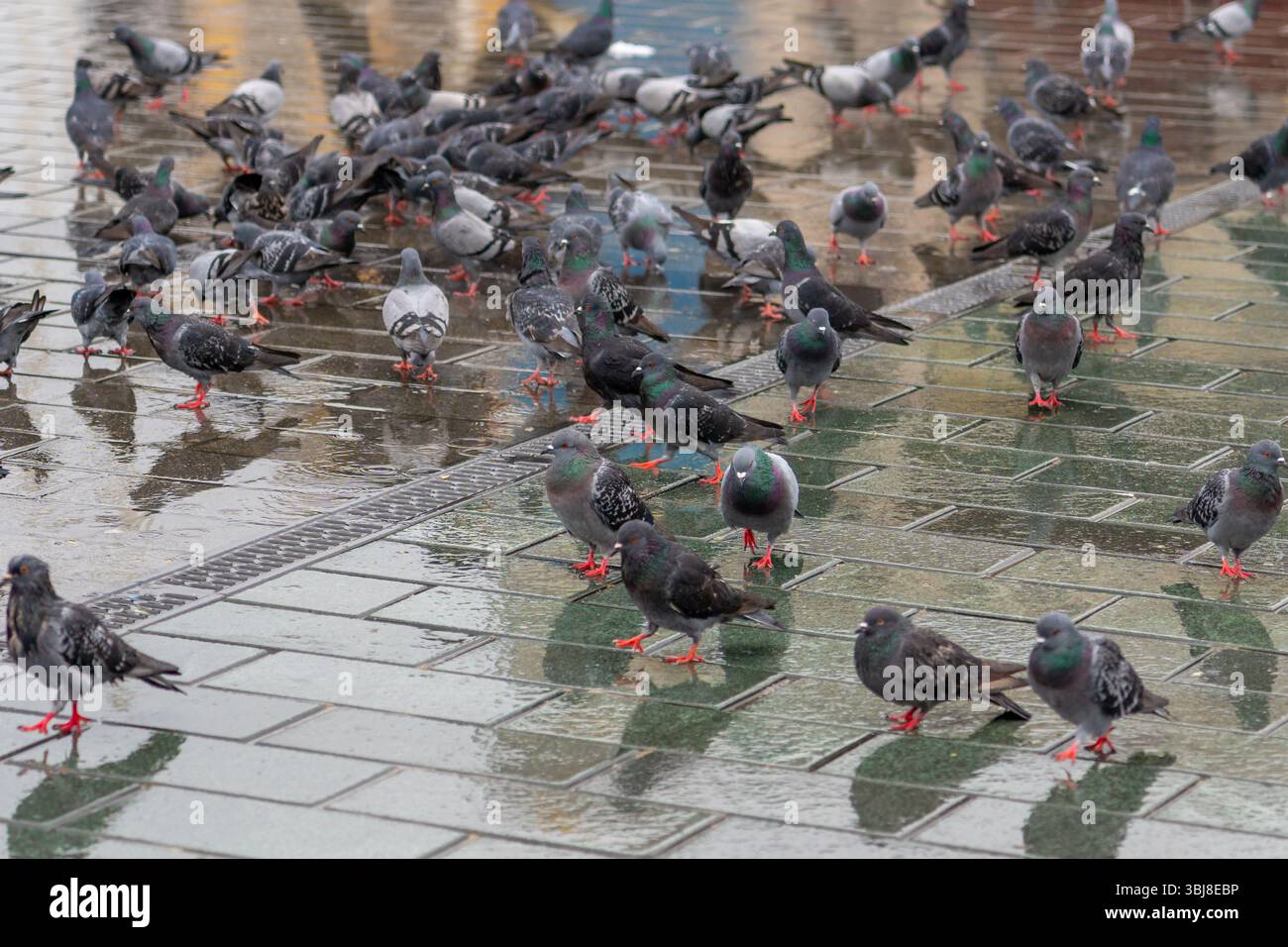 Pavement wet bird's hi-res stock photography and images - Alamy