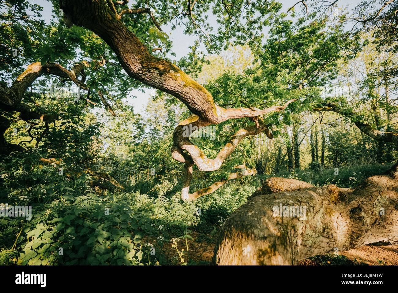 A large tree with a thick trunk and many branches. The tree is ...