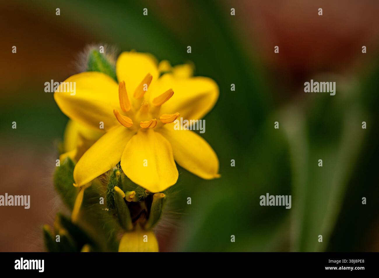 natural close up flowering plant portrait of the darling Hypoxis Hemerocallidea. attention-getting, beautiful, blooming, blushing, bold, traditional Stock Photo