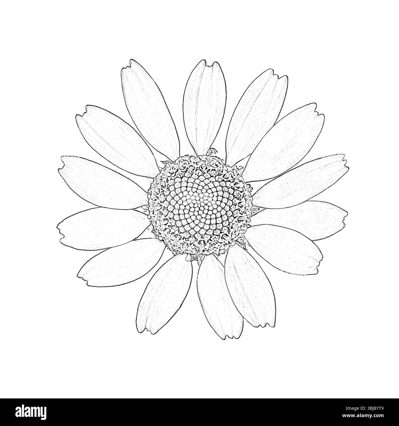 Graphic sketch of chamomile flower on white background Stock Photo