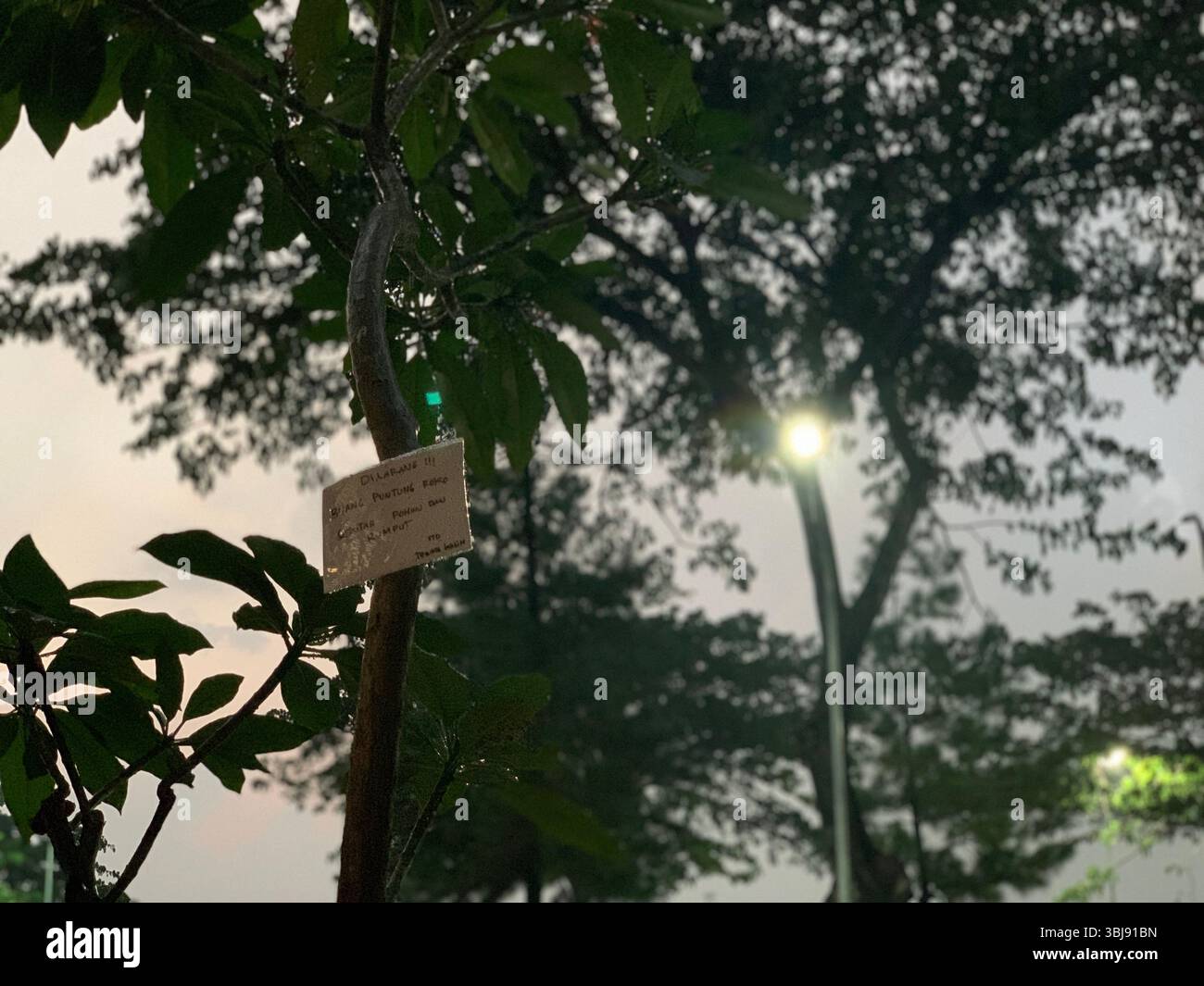 Tagged sapling in urban park at dusk. - Smartphone Captured Stock Image