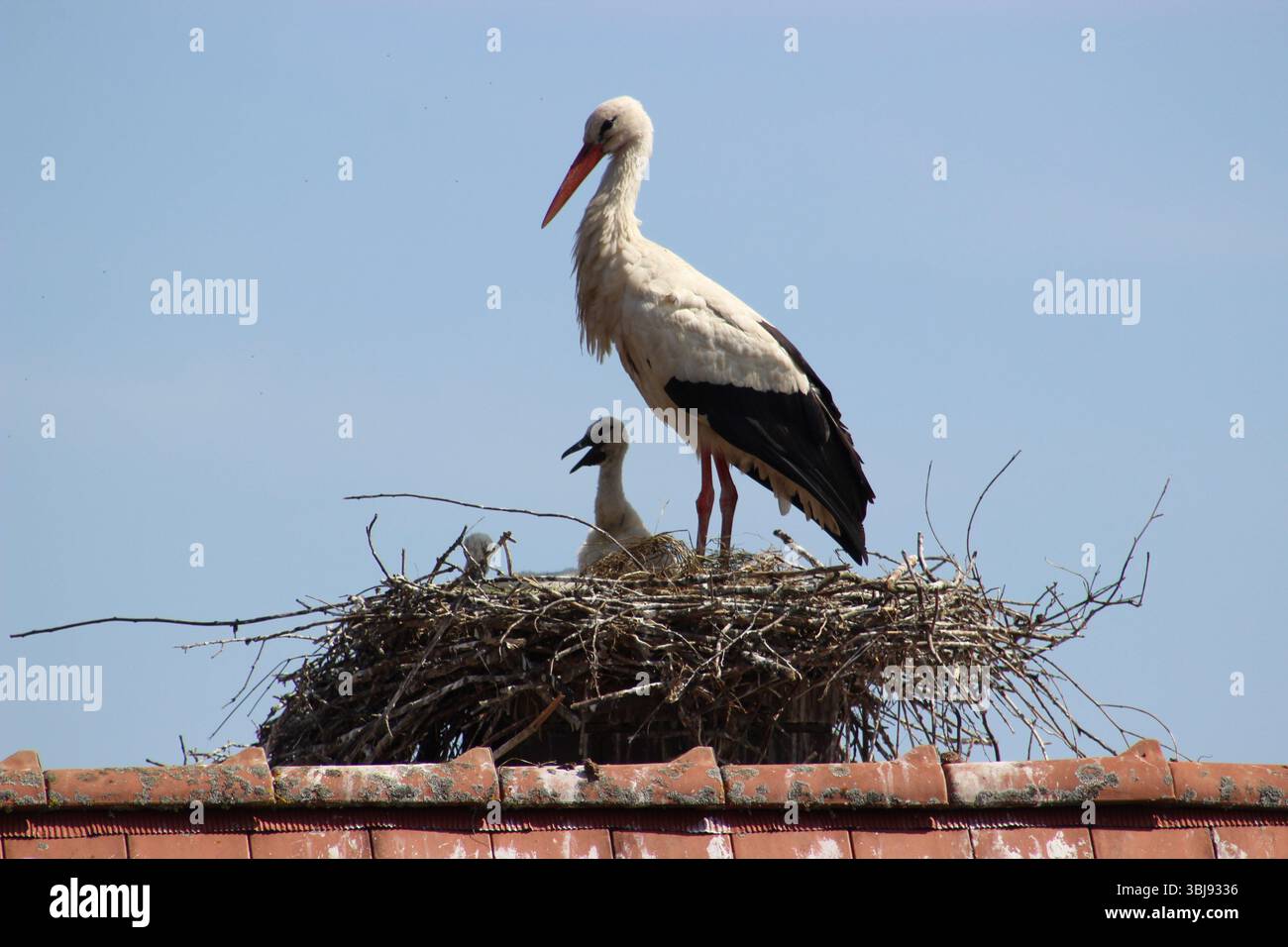 Storch mit Jungtieren Stock Photo