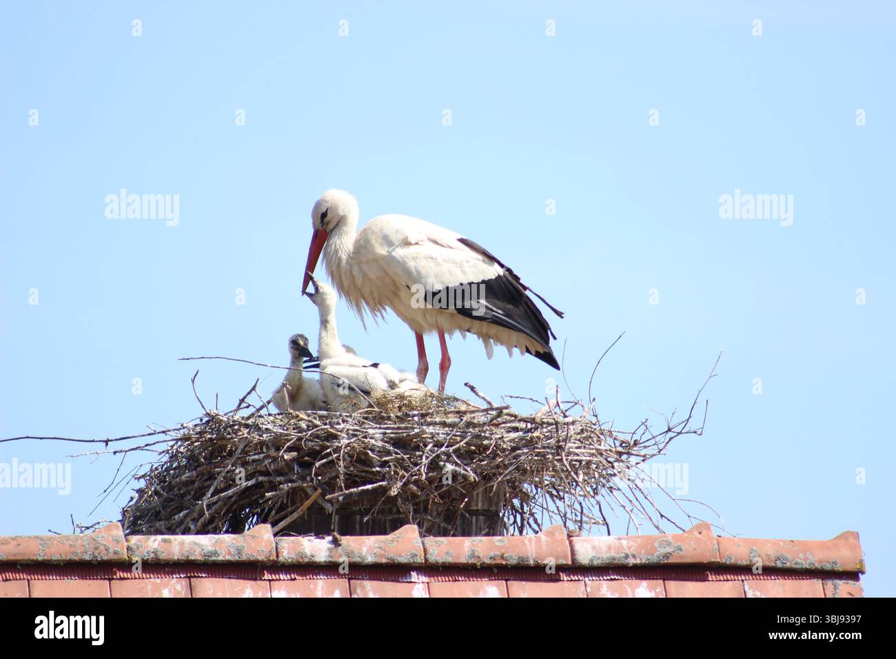 Storch mit Jungtieren Stock Photo