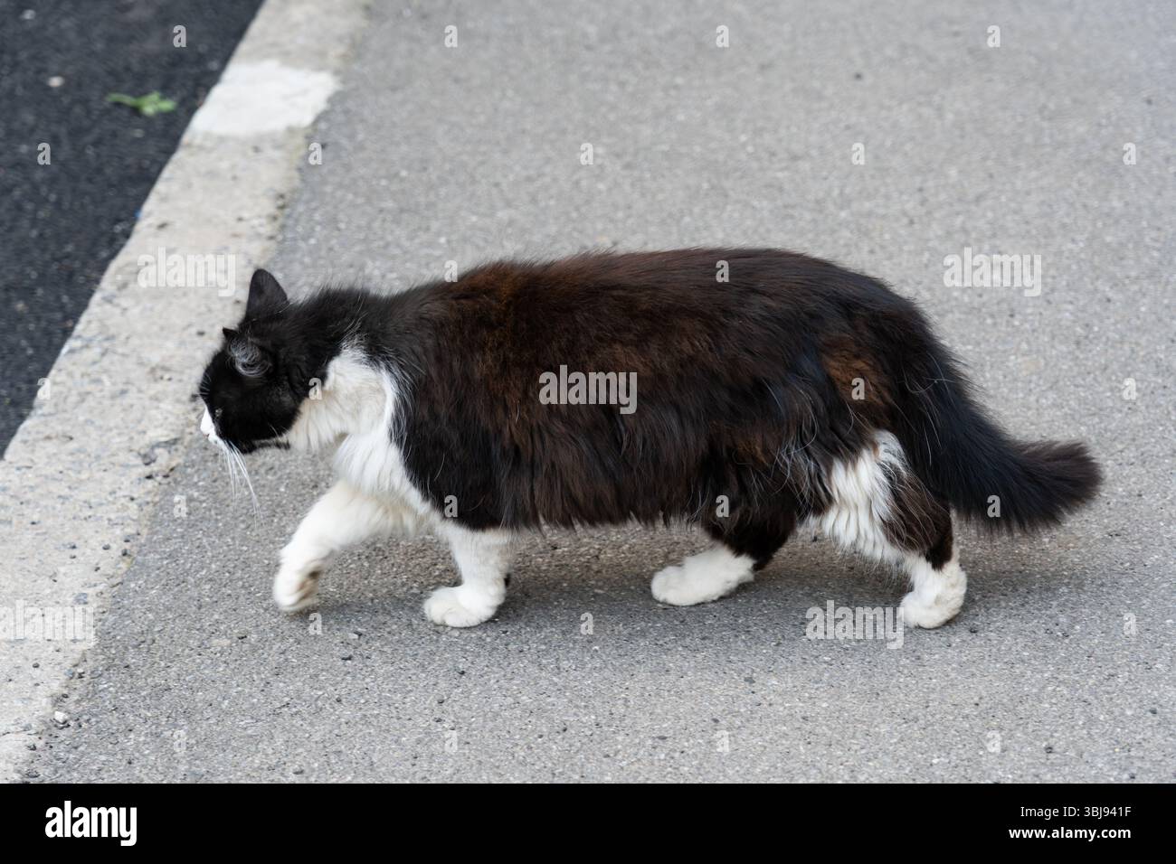 A fluffy black and white cat confidently walks along a paved path in a ...