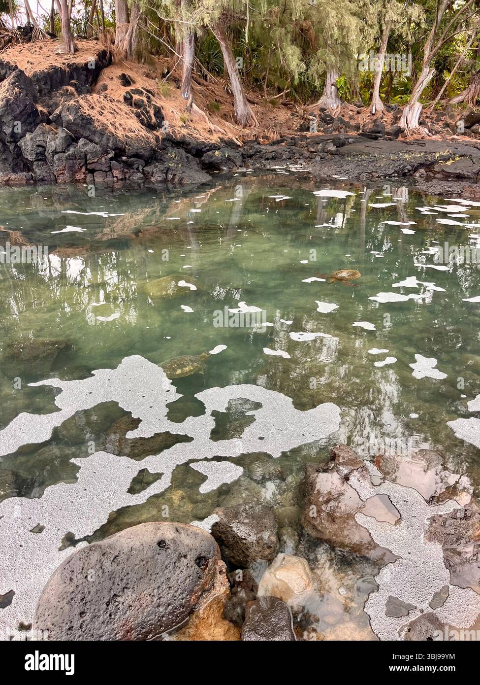 A pair of green sea turtles swimming in a magical rock pool on the Big Island of Hawai'i, USA on a sunny day. - Smartphone Captured Stock Image