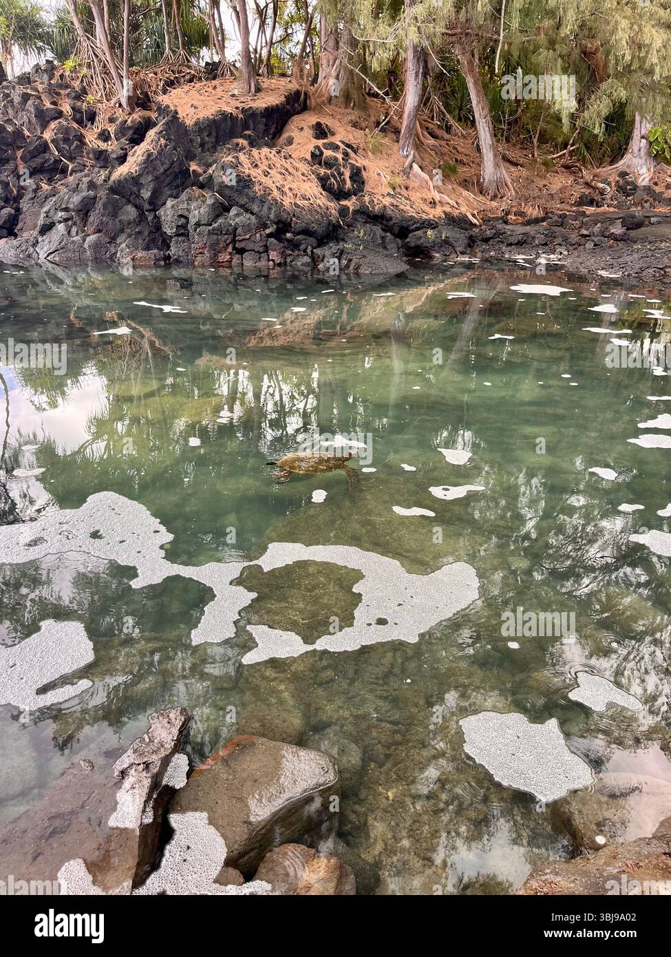 A pair of green sea turtles swimming in a magical rock pool on the Big Island of Hawai'i, USA on a sunny day. - Smartphone Captured Stock Image