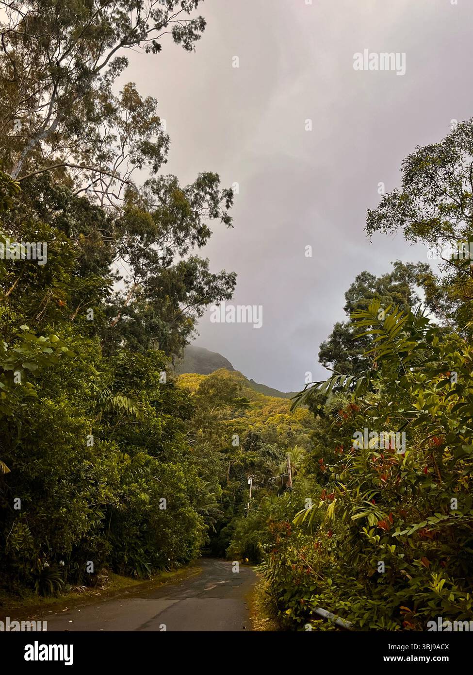 The beautiful lush, green natural scenery along a hike up Pali Puka mountain on the island of O'ahu, Hawai'i, United States of America. - Smartphone Captured Stock Image