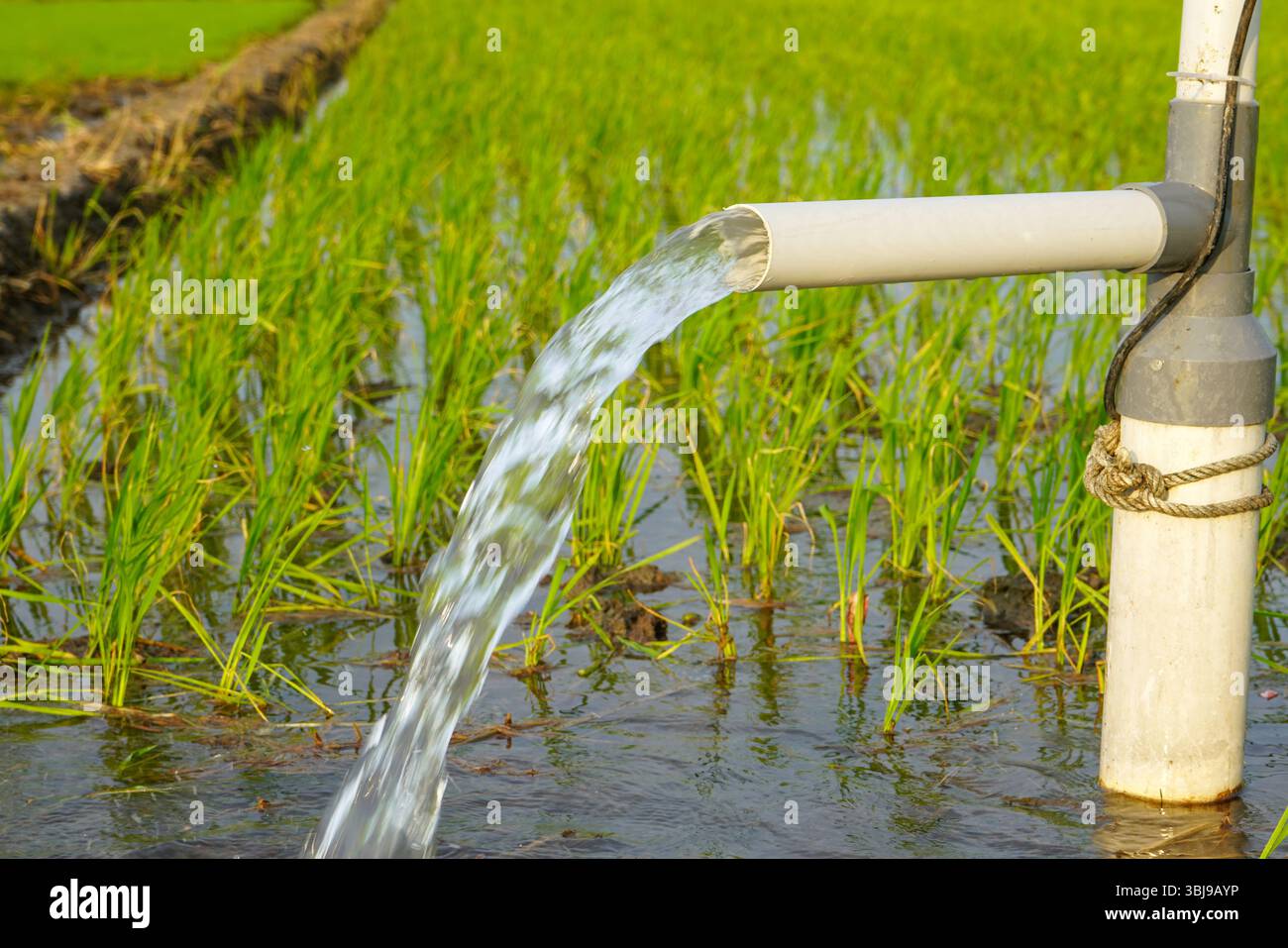 Irrigation of rice fields using pump wells with the technique of ...