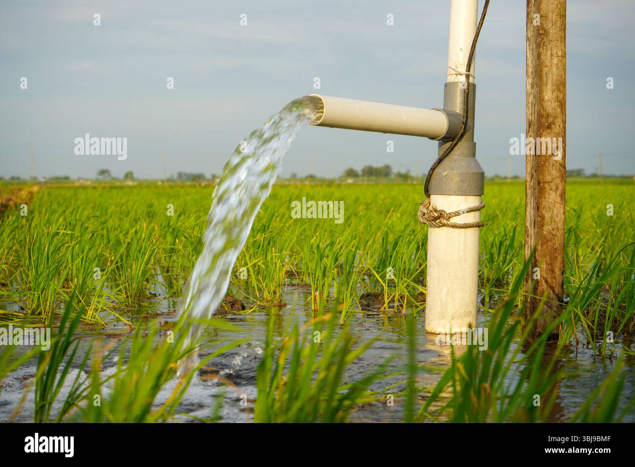 Irrigation of rice fields using pump wells with the technique of ...