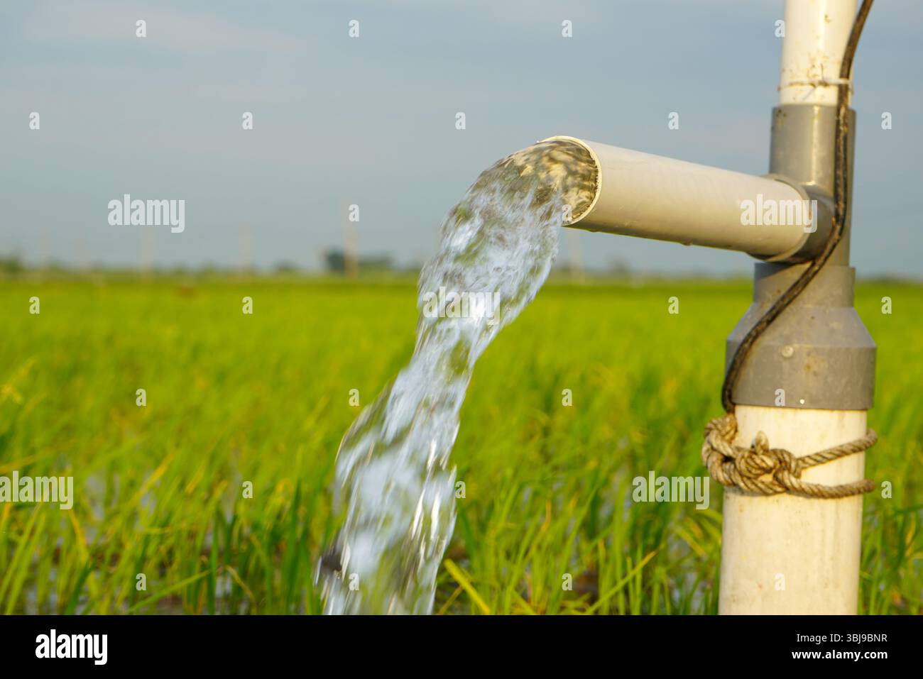 Irrigation of rice fields using pump wells with the technique of ...