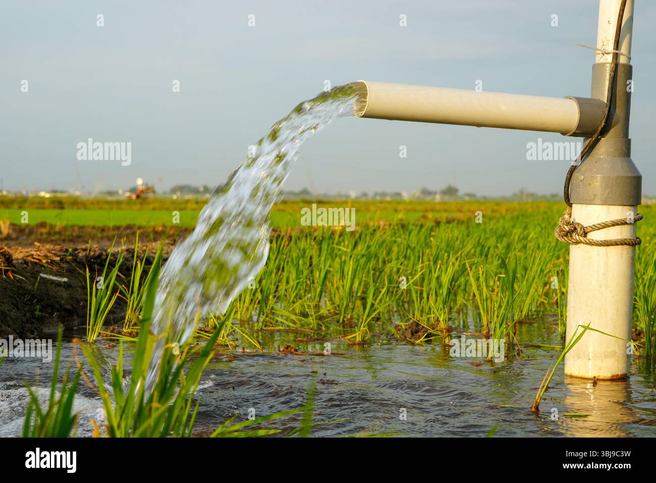 Irrigation of rice fields using pump wells with the technique of ...