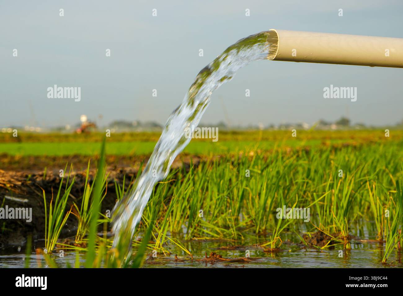 Irrigation of rice fields using pump wells with the technique of ...