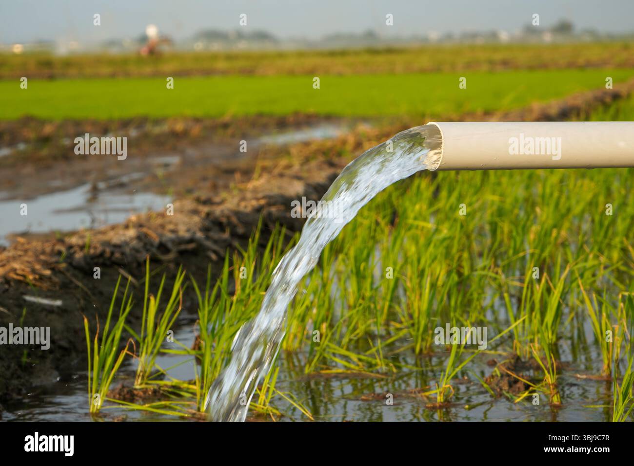 Irrigation of rice fields using pump wells with the technique of ...