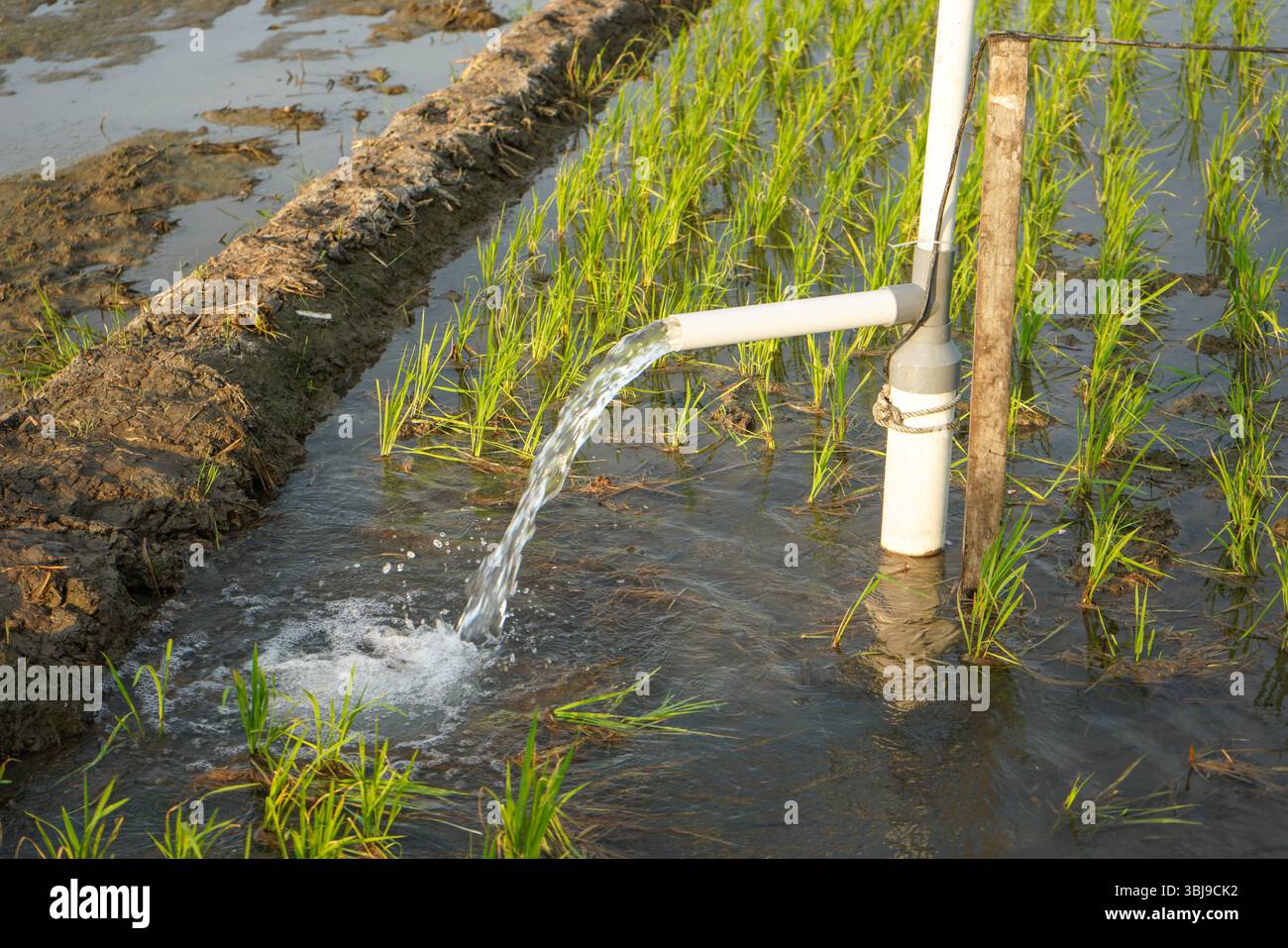 Container Pump Rice Irrigation of rice fields using pump wells with the technique of ...