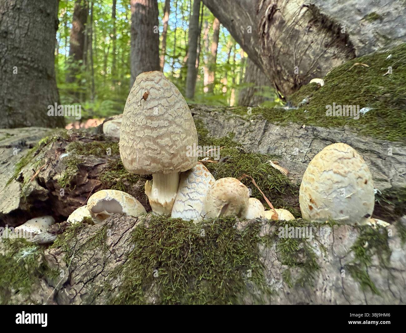 Coprinopsis variegata. A Scaly Ink Cap mushroom sliced open to show the  hollow stem. The mushroom was found growing on a rotten log Stock Photo -  Alamy