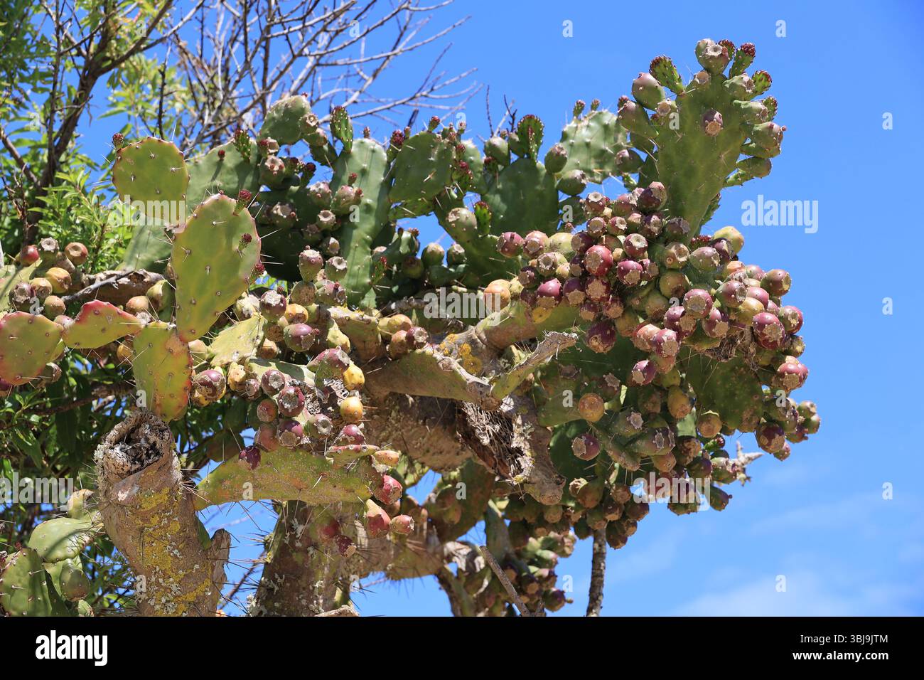 kirschlorbeer etna obi Kirschlorbeer Etna (Prunus laurocerasus 'Etna') | 80-100 cm im Topf main image 0