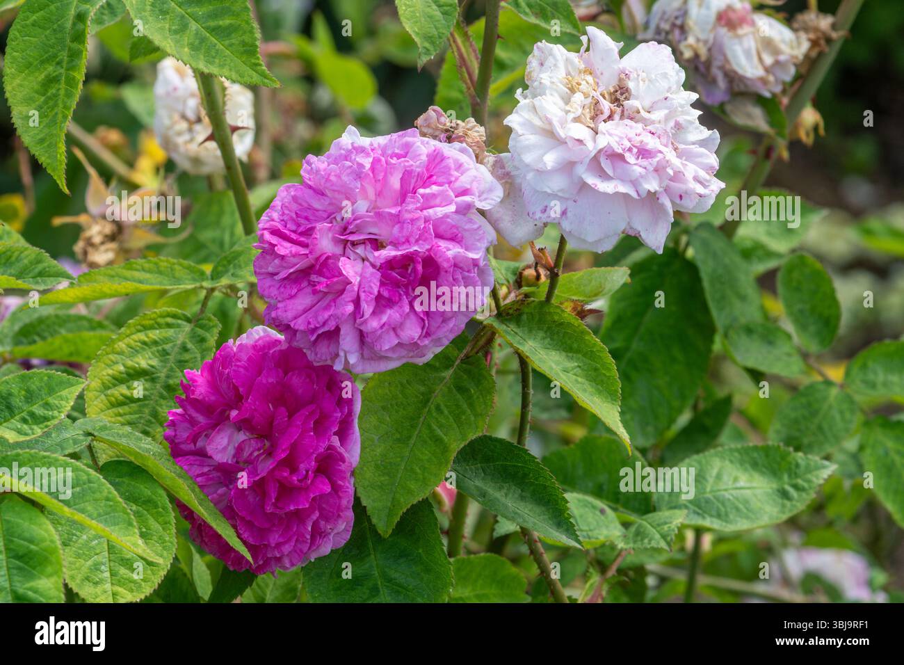 Rosa 'De la Grifferaie', a multiflora rambler rose, with clustered ...