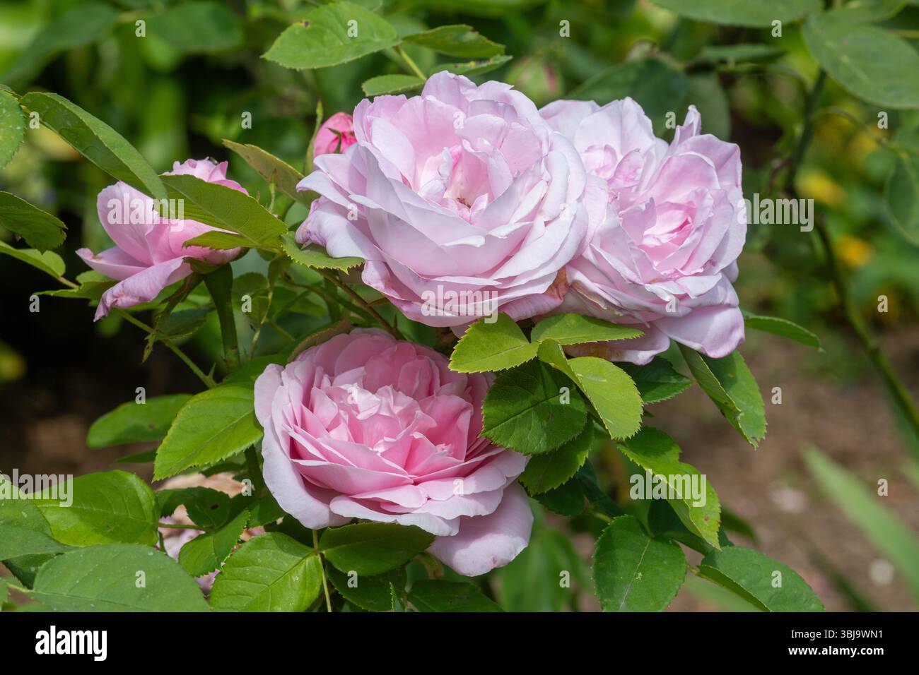 Rotherham Roses Rosa 'Baroness Rothschild', Baroness Rothschild rose, an old rose with ...