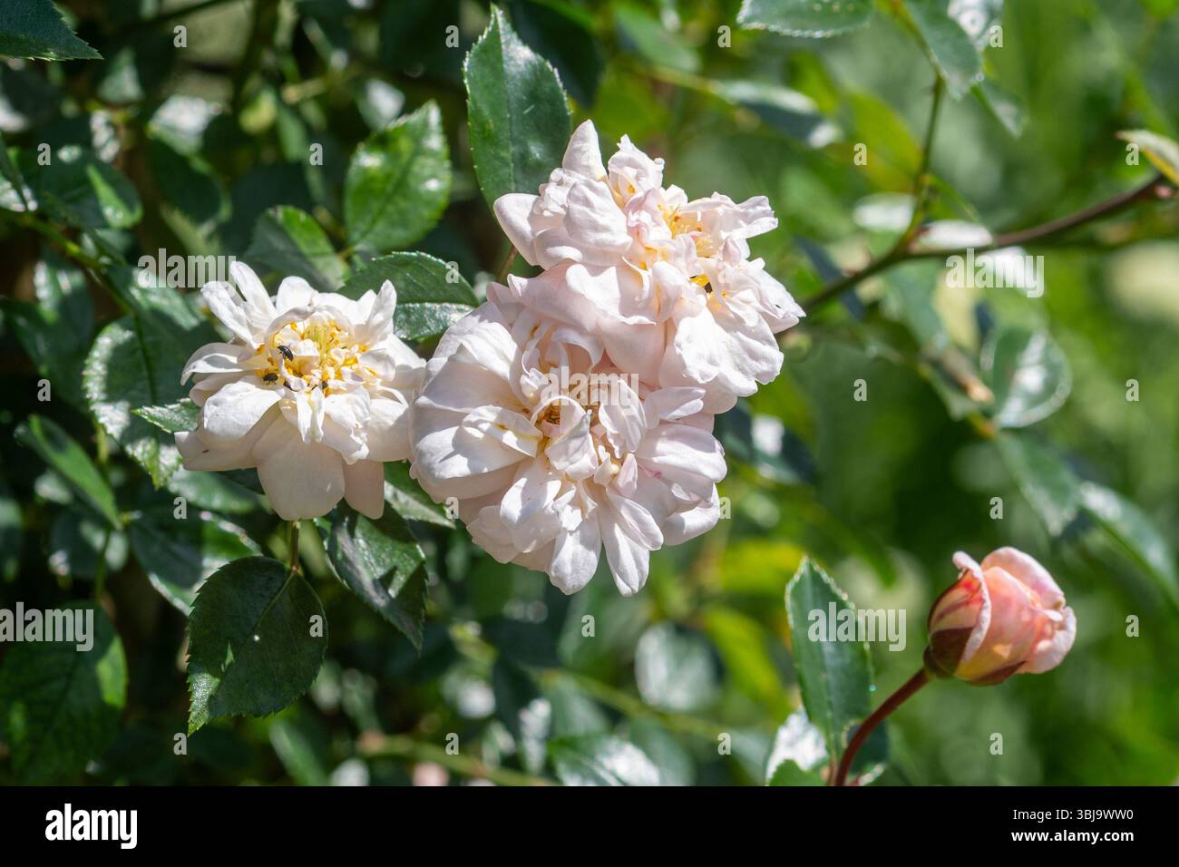 Rosa 'Eliza Robichon', rambler rose Eliza Robichon, light pink flowers ...