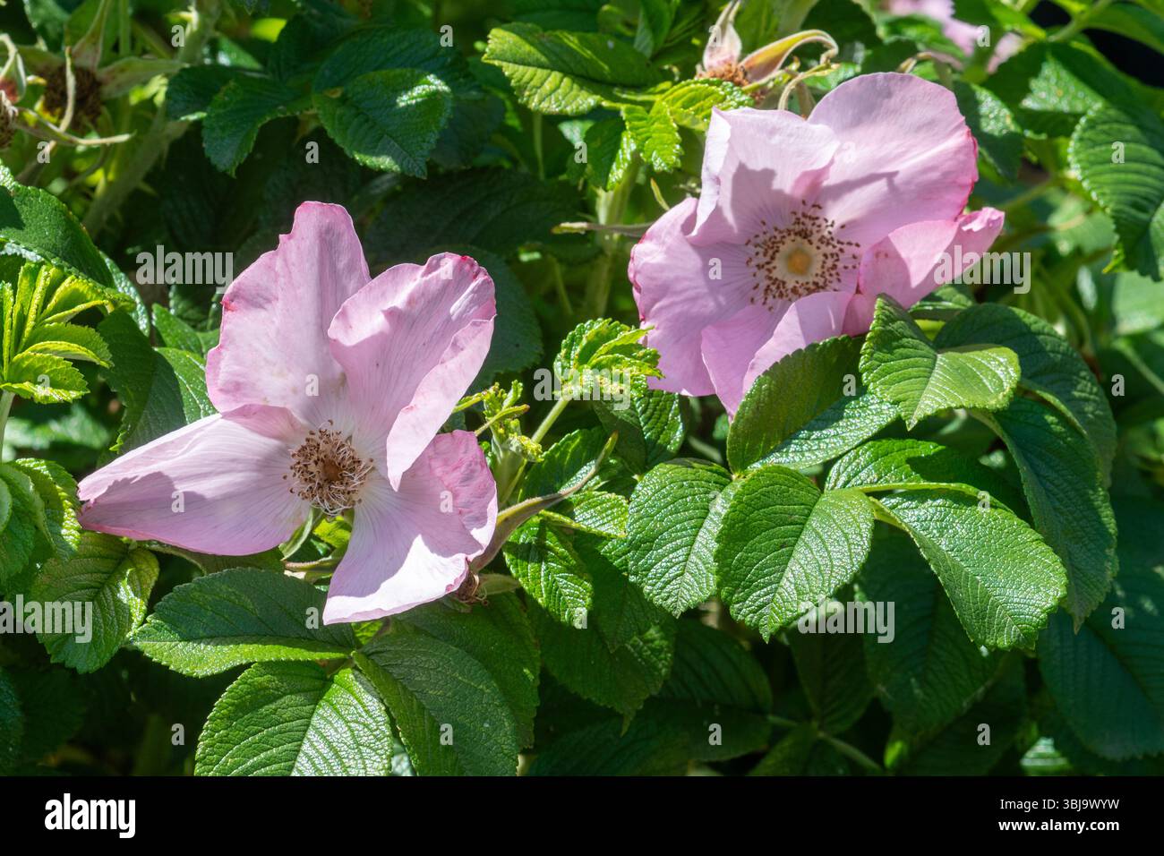 Fragrant Rugosa Roses Rosa 'Fru dagmar hastrup', Rugosa Rose with fragrant, single pale rose ...