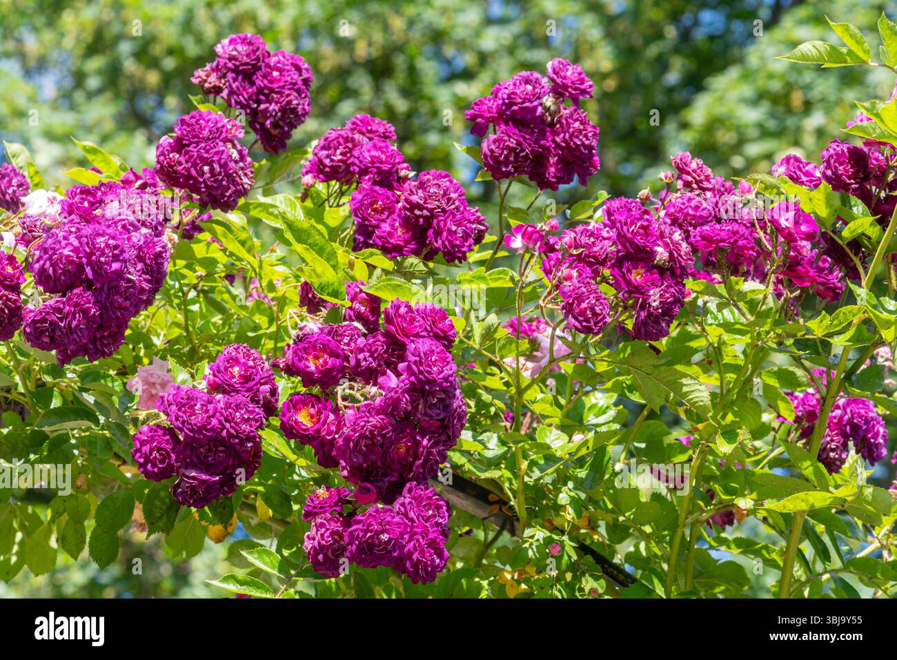 Rambler rose hi-res stock photography and images - Alamy