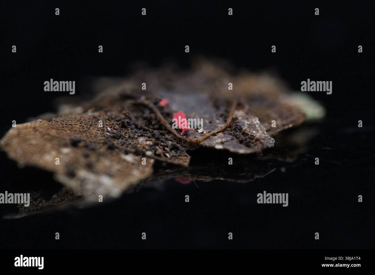 red springtails arthropods reptiles isopods microfauna detritivore ...