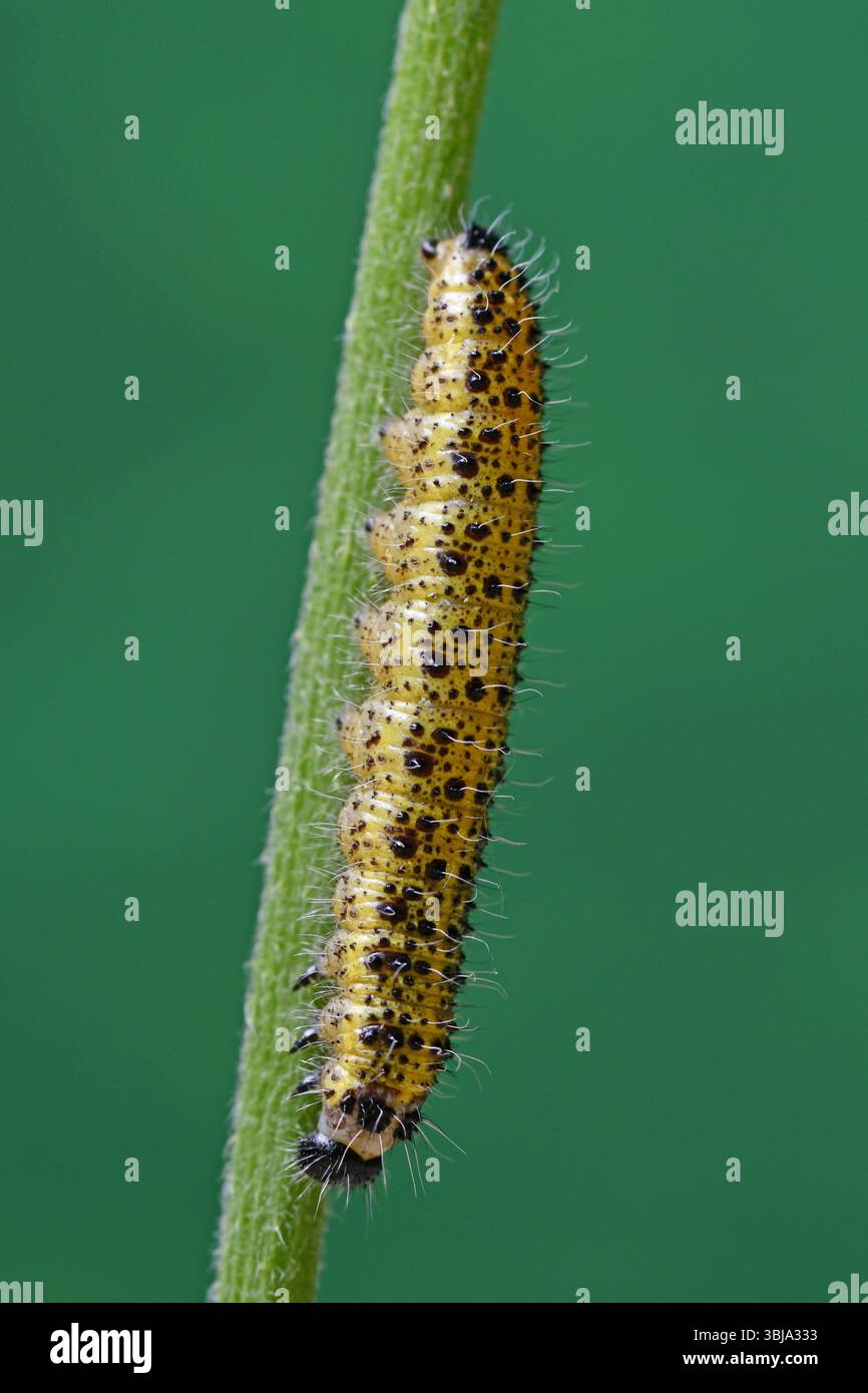 Large White butterfly caterpillar Stock Photo