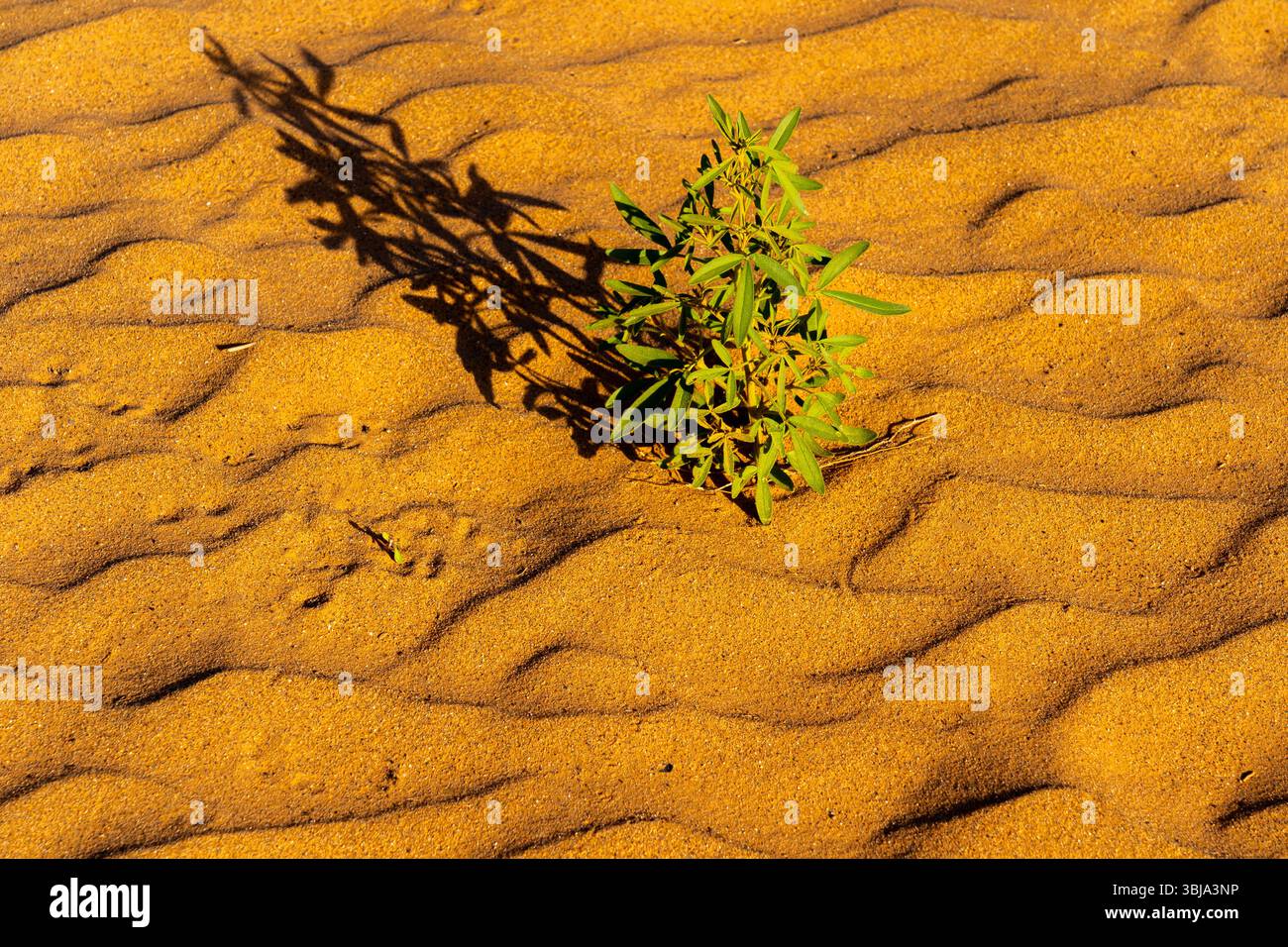Sands wave texture of desert sand dunes with grass at dusk. Stock Photo