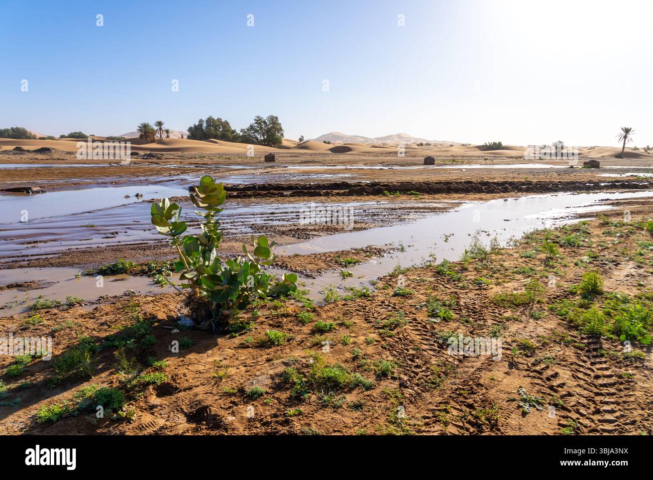 The rain water left on the ground in the Sahara Desert after a rare rainfall event in Morocco. Stock Photo