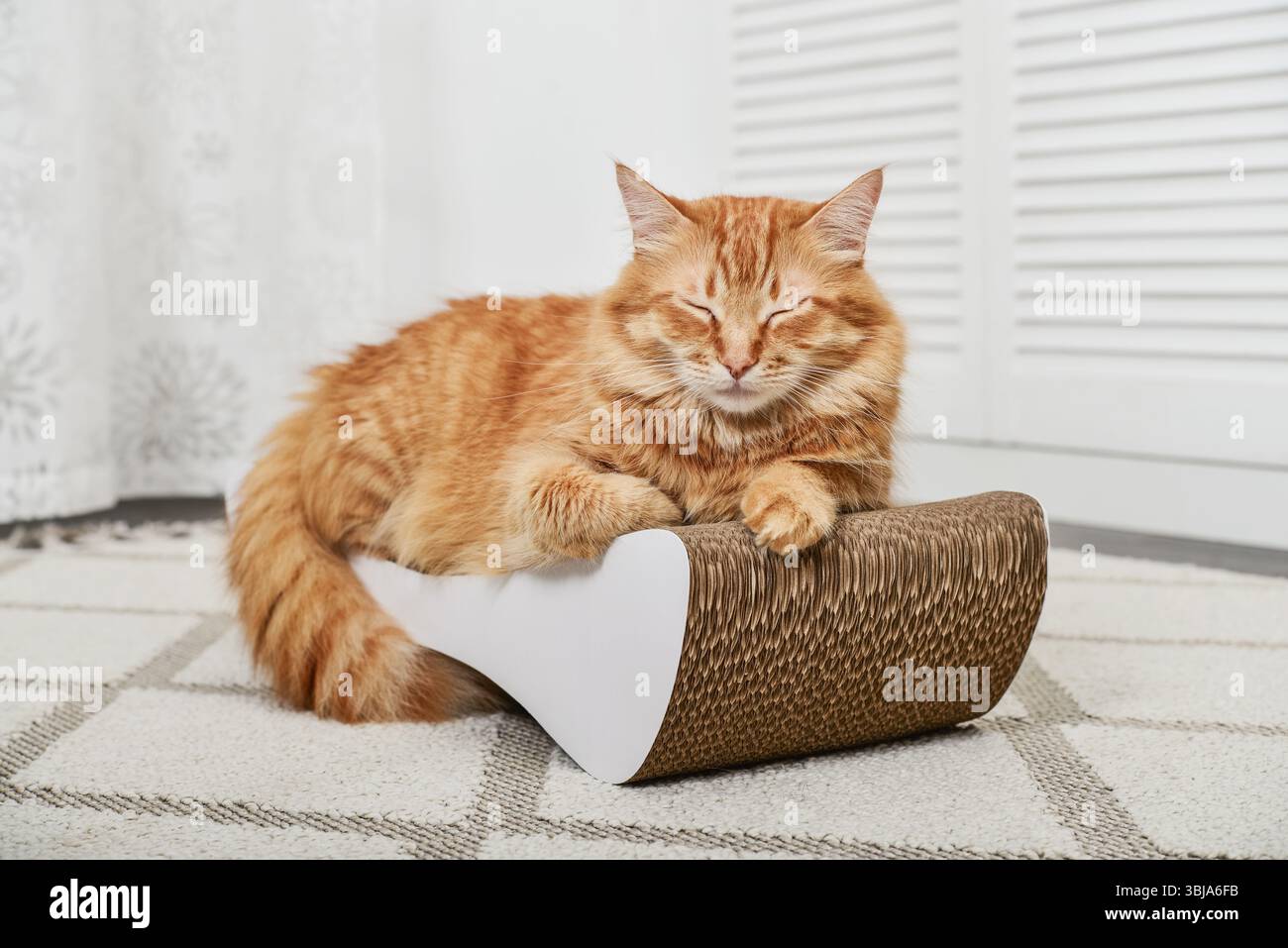 Cute ginger cat lying on the modern cardboard scratching post closeup Stock Photo