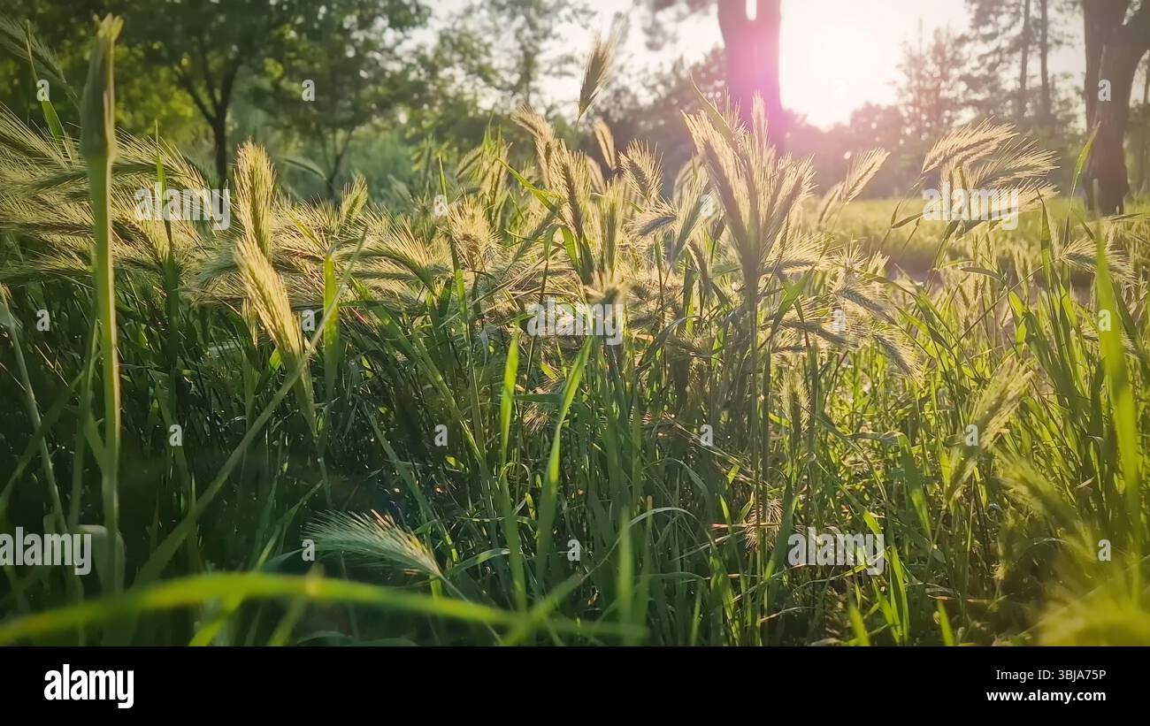 Sunlit tall grasses field of blooming foxtail at golden hour. The ...