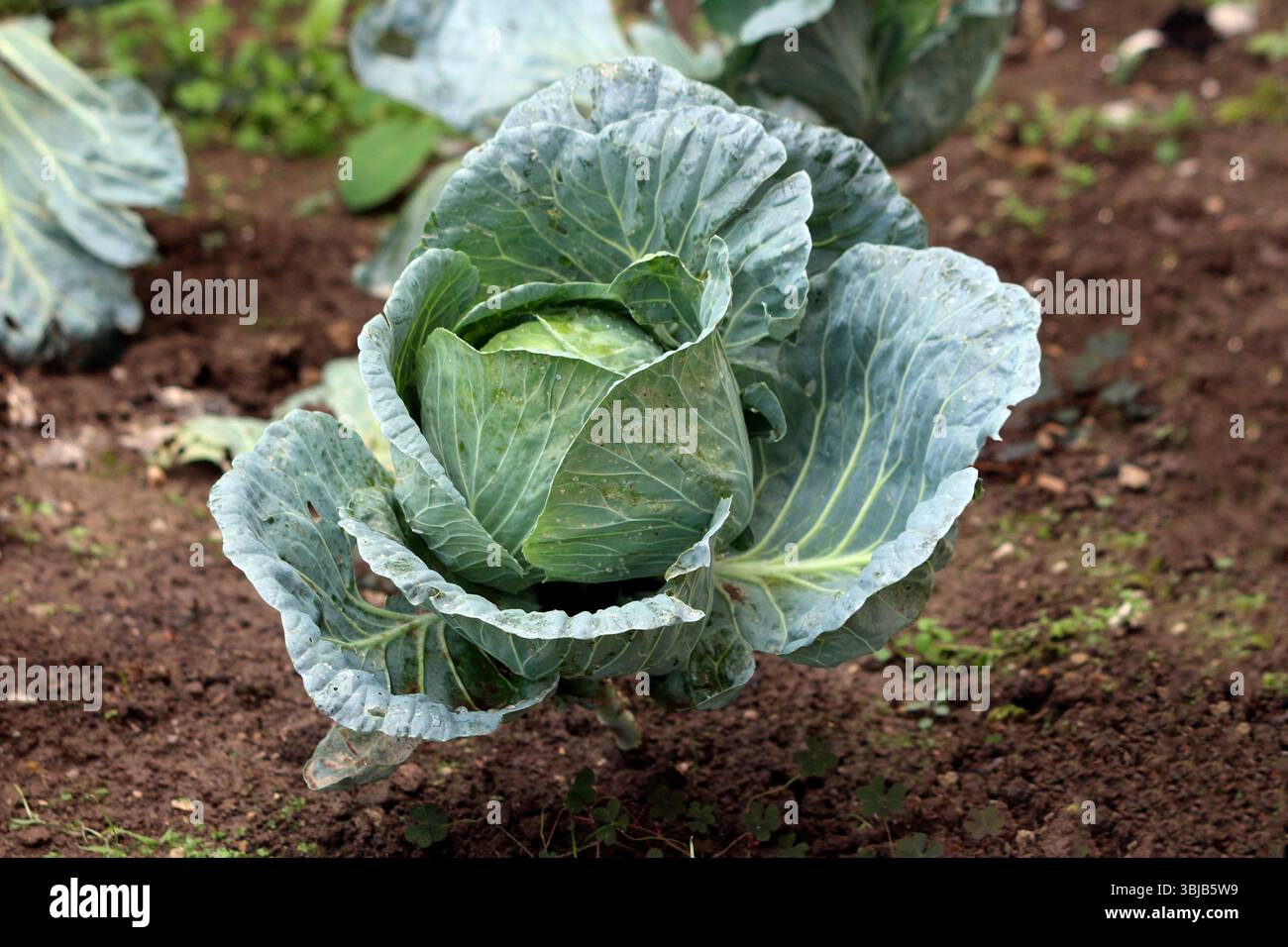 Brassica oleracea, cabbage, forms a tight round head with broad blue ...