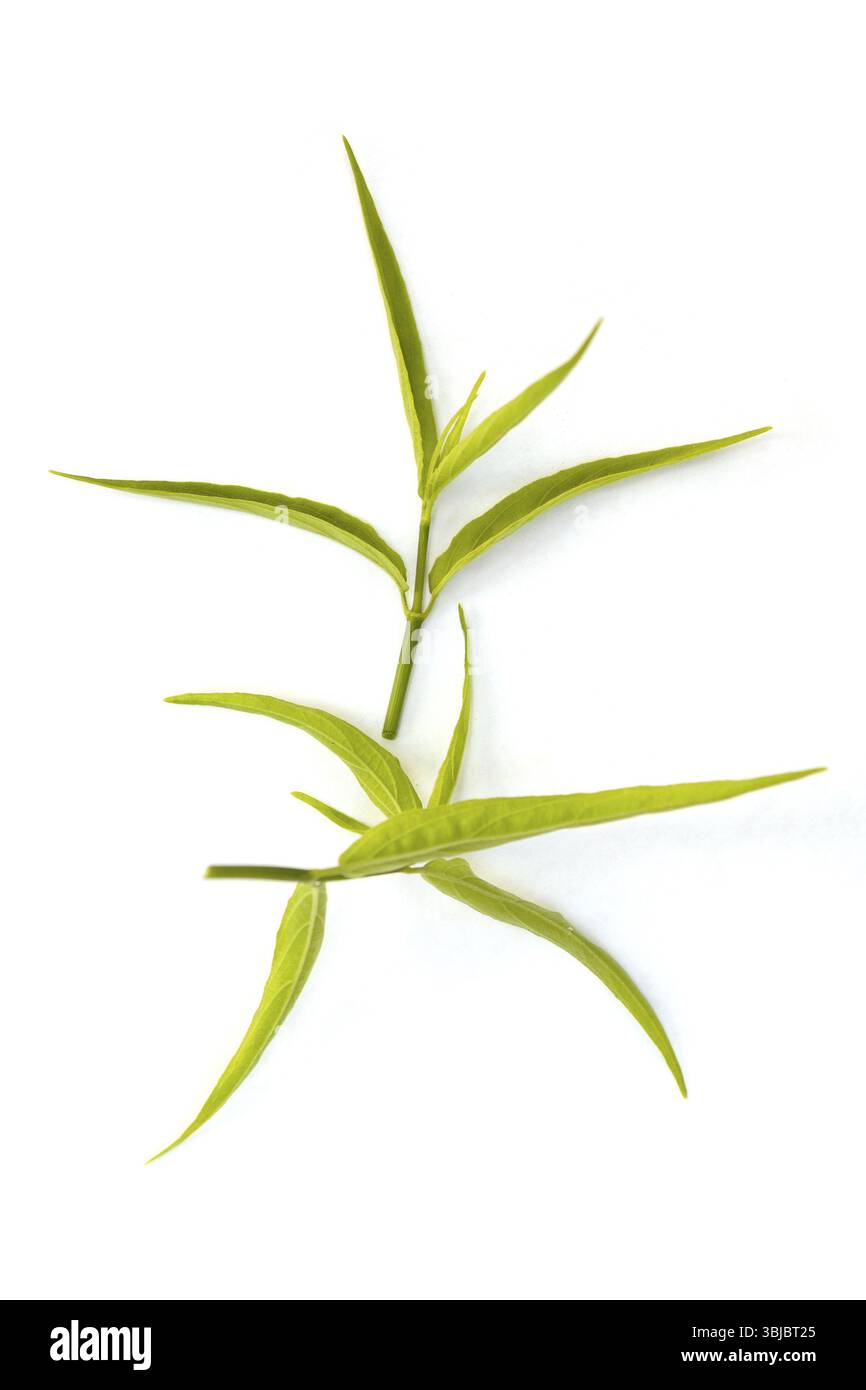 Sabah snake grass leaves isolated on white background Stock Photo - Alamy