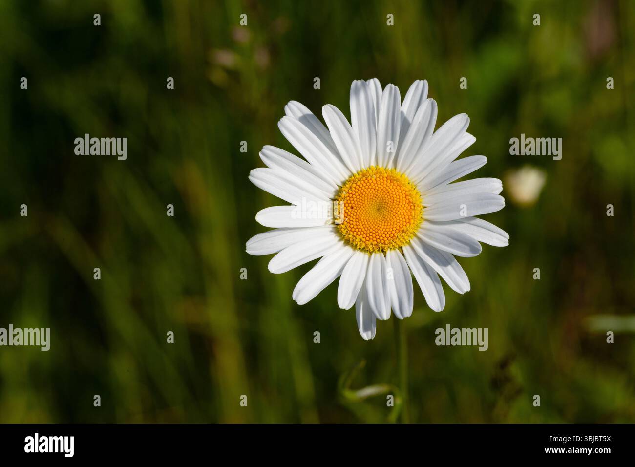 Oxeye daisy in bloom Stock Photo
