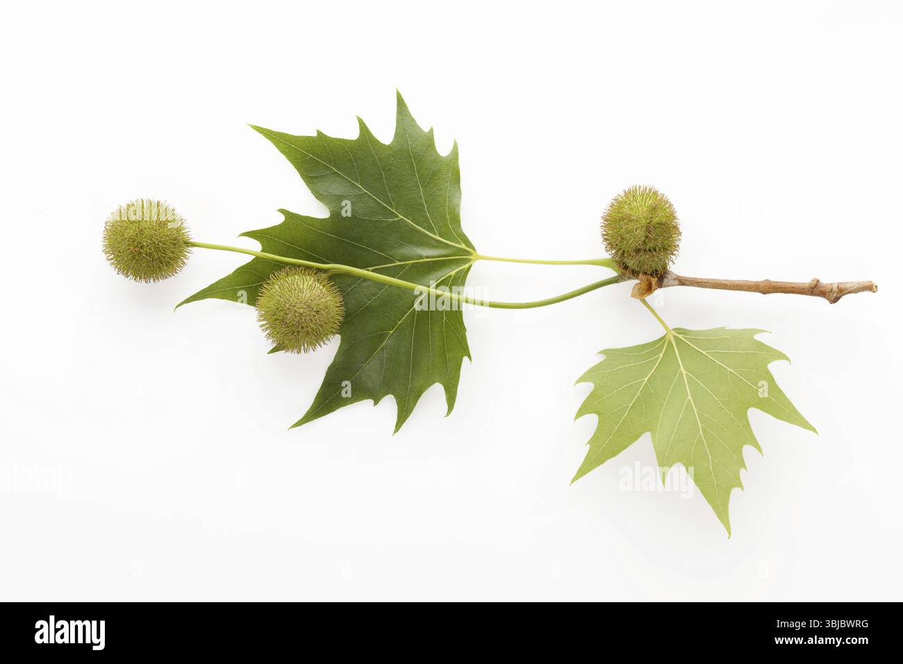 Platanus tree, sycamore leaves and flowers isolated on white background from above Stock Photo