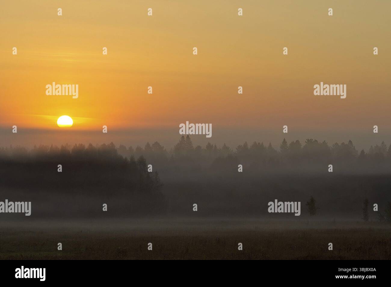 Natural landscape. Grass and trees in the forest. Untouched nature, sunset Stock Photo