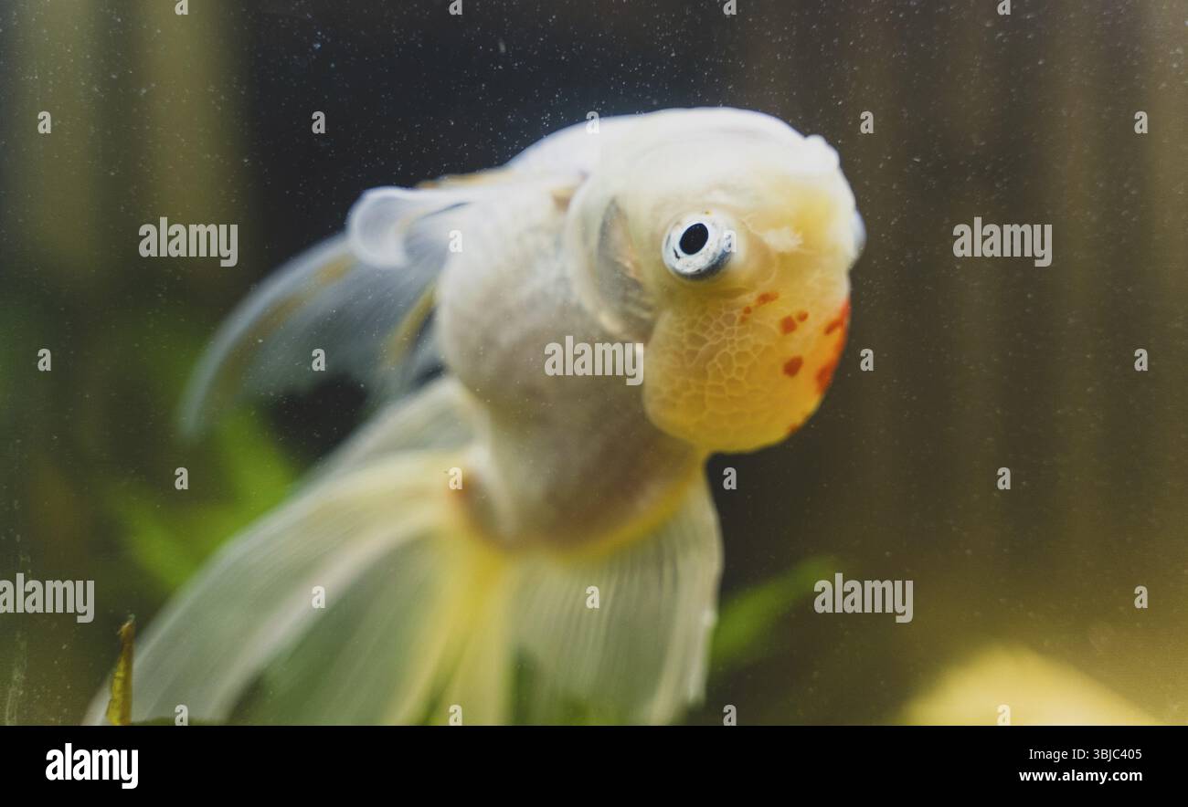 Sick goldfish swims upside down in aquarium Stock Photo - Alamy - Treating Sick Aquarium Goldfish