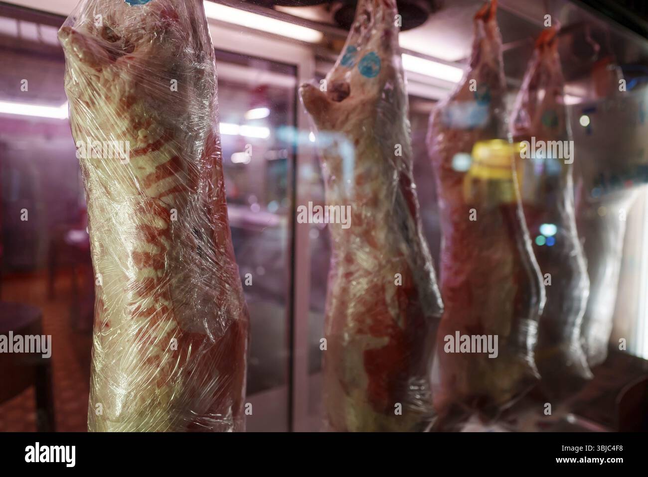 Geschlachtete Schweinekadaver haengen in einer Metzgerei Stock Photo